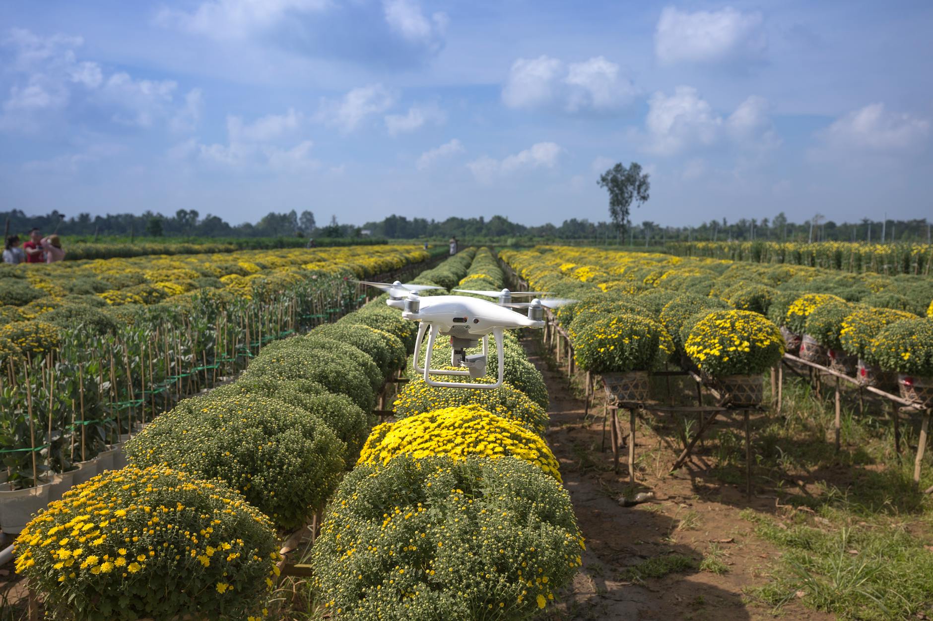 “Unveiling Africa’s Agricultural Giants: A Comparison of Sudan and South Africa’s Vast Lands and Yields”